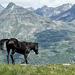A horse in the mountains