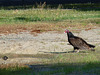 turkey vulture