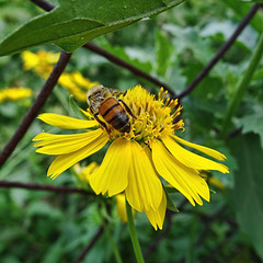 Honey Bee on Sunflower