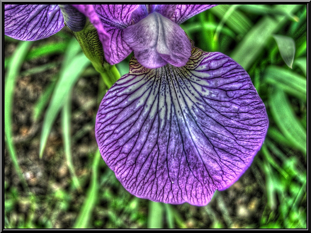 Fleur d'iris.