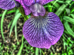 Fleur d'iris.
