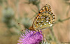 Dark Green Fritillary