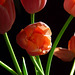 peachy tulips