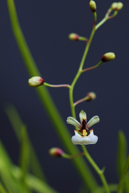 Ornithophora radicans