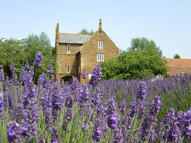 Lavender farm