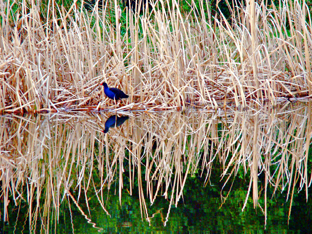 Pukeko, Salt Water Creek