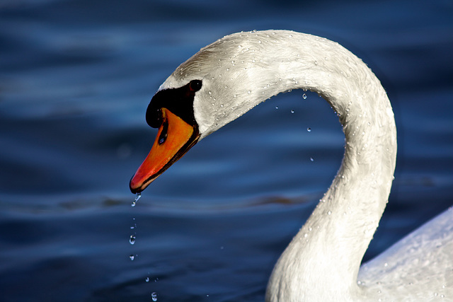 The beauty of a swan