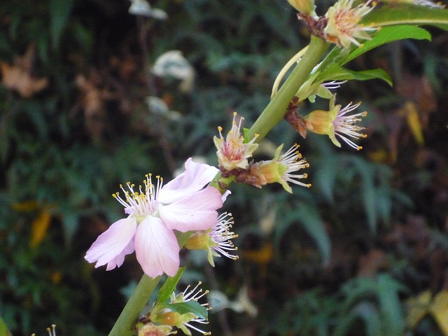 Rama de flores de almendro