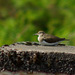 Common Sandpiper