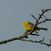 Yellowhammer