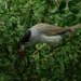 Blackcap