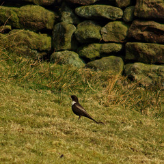 Ring Ouzel