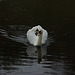 Mute Swan