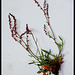 Rumex acetosella