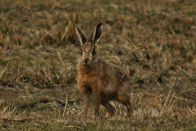 Brown Hare