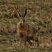 Brown Hare