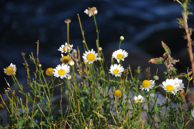 Daisies