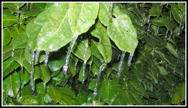 BELFORT: Pluie verglacée du 31 décembre 2008.