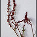 Rumex acetosella (3)