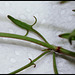 Rumex acetosella (4)