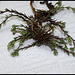 Scleranthus perennis