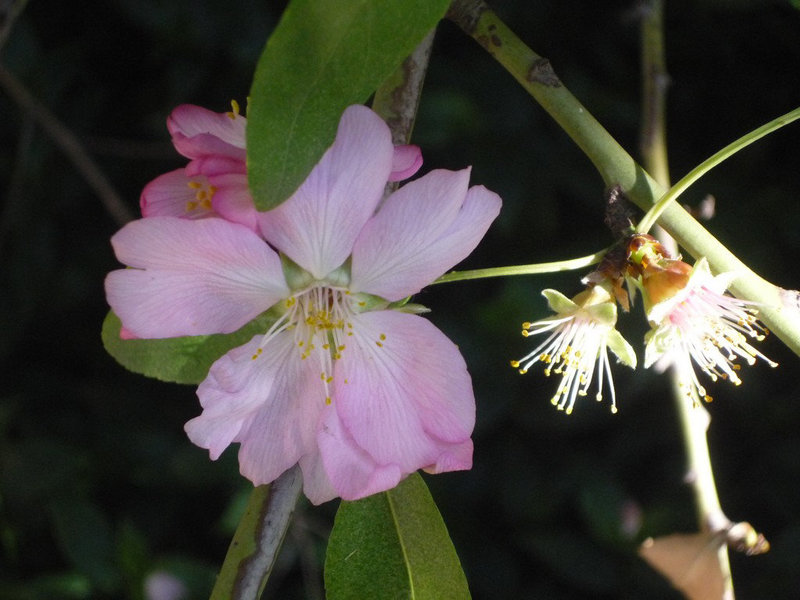 Flor y luz