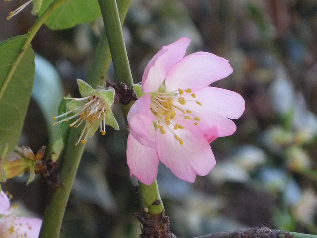 Tenue flor de almendro