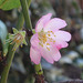 Tenue flor de almendro