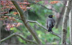 American Robin