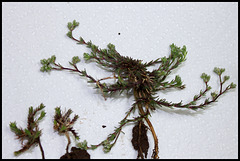 Scleranthus perennis (2)
