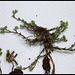 Scleranthus perennis (2)