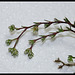 Scleranthus perennis (3)