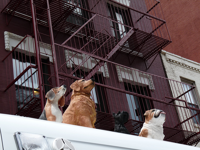 roof of a dog food cart