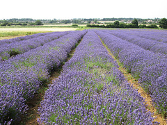 English lavender