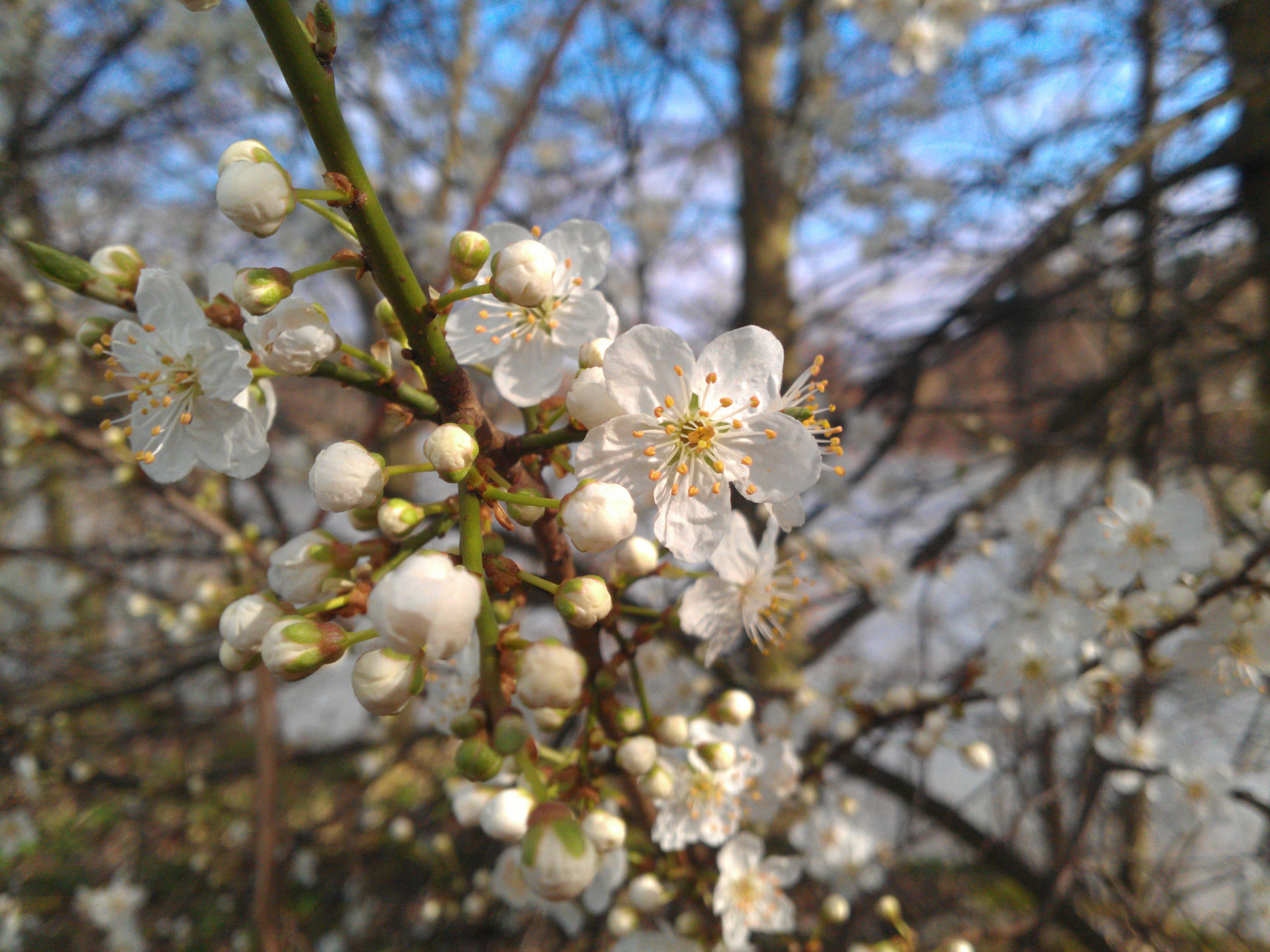 Spring is coming - in February!