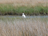 egret