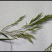 Bromus inermis