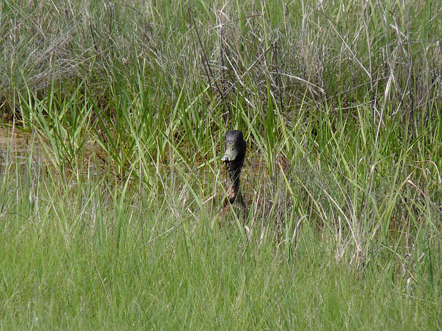 peeking duck