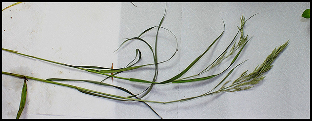 Bromus inermis (2)