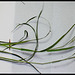 Bromus inermis (2)
