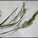 Bromus inermis (3)