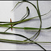 Bromus inermis (4)