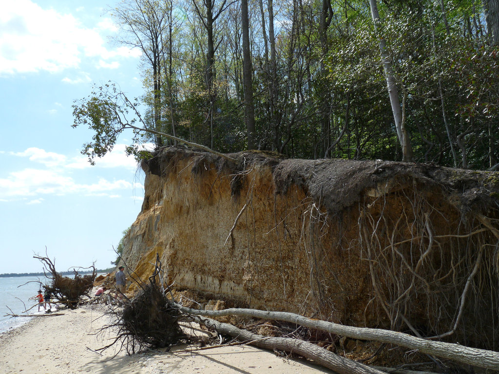 Calvert Cliffs