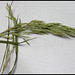 Bromus inermis (5)