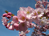 BELFORT: Fleurs de Cerisiers.