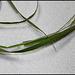 Bromus inermis (6)