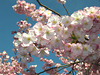 BELFORT: Fleurs de Cerisiers.