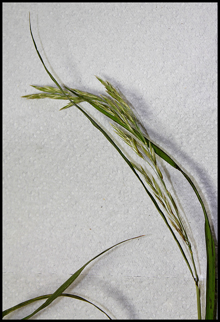 Bromus inermis (7)