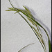 Bromus inermis (7)