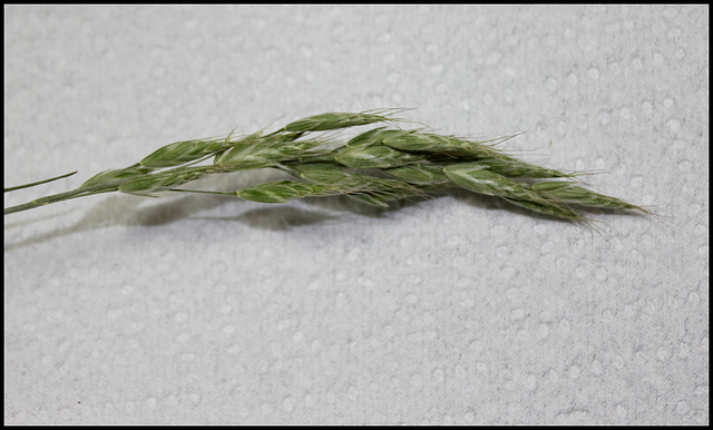 Bromus mollis